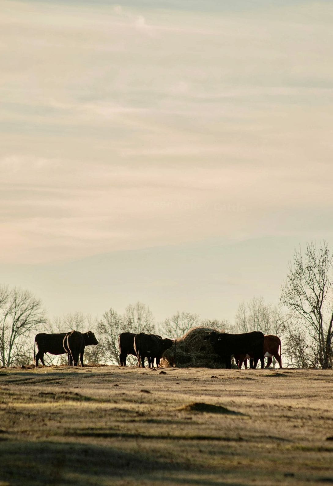 How We Prioritize Herd Health Through Every Season