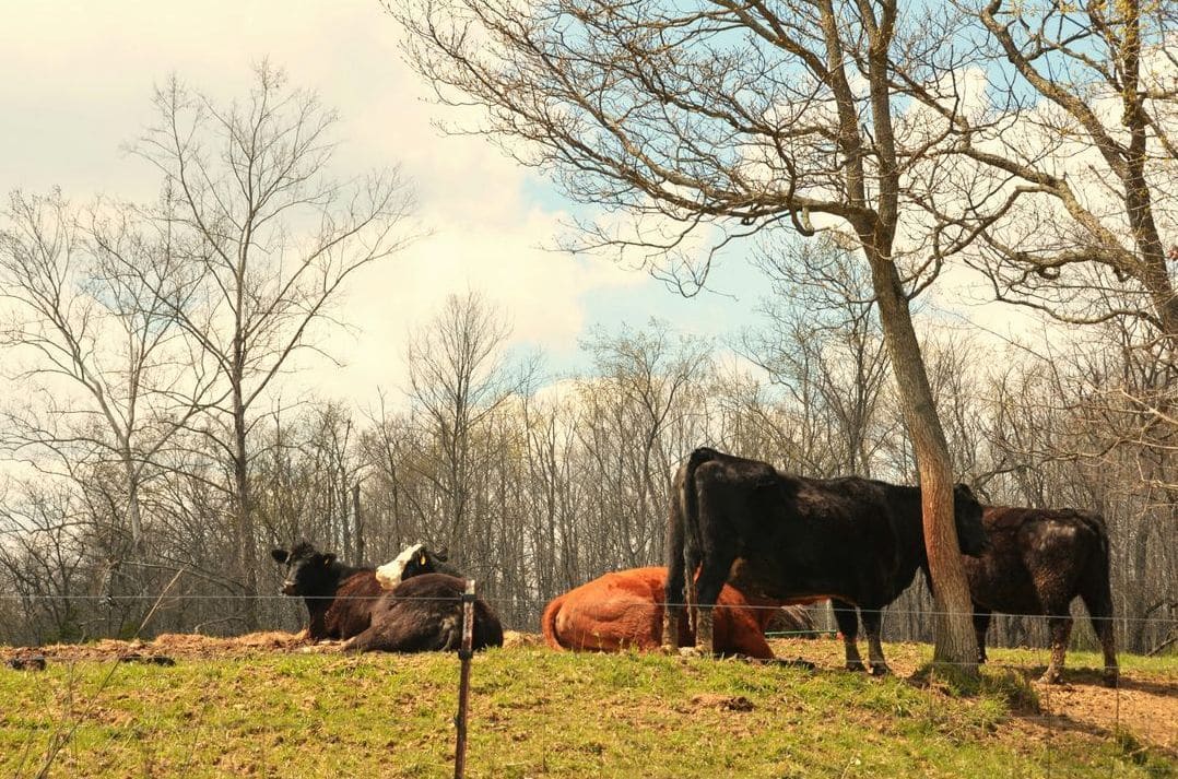 What Quality Nutrition Means for a Stronger Herd