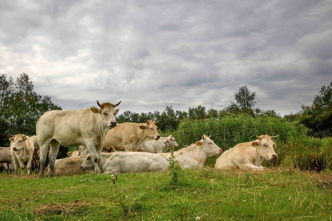 Green Valley Cattle