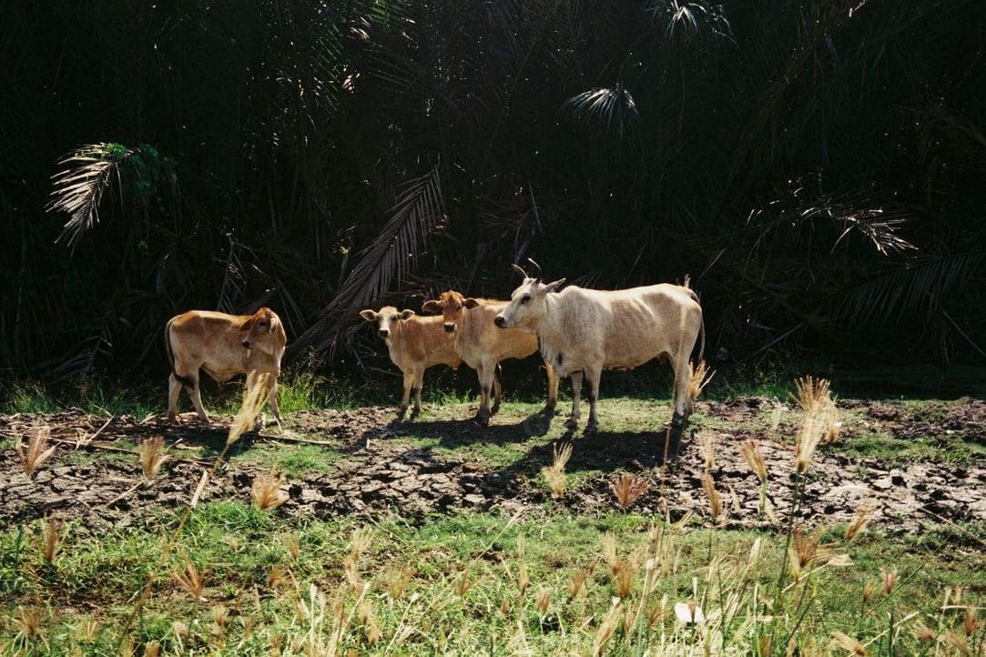 Green Valley Cattle 10