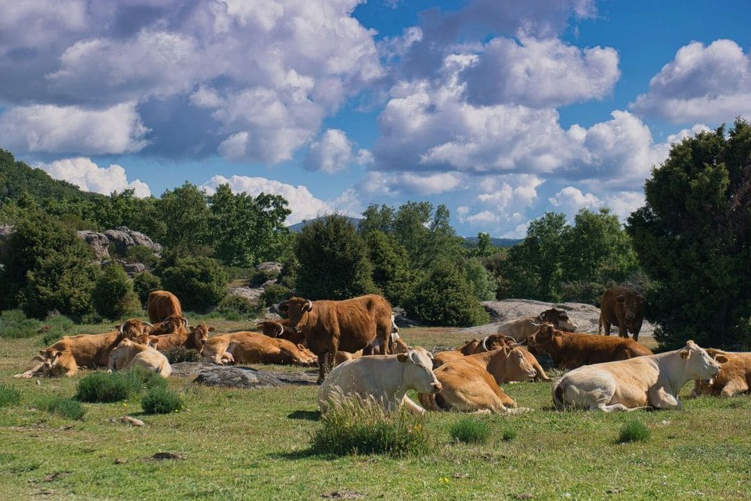 Green Valley Cattle 11