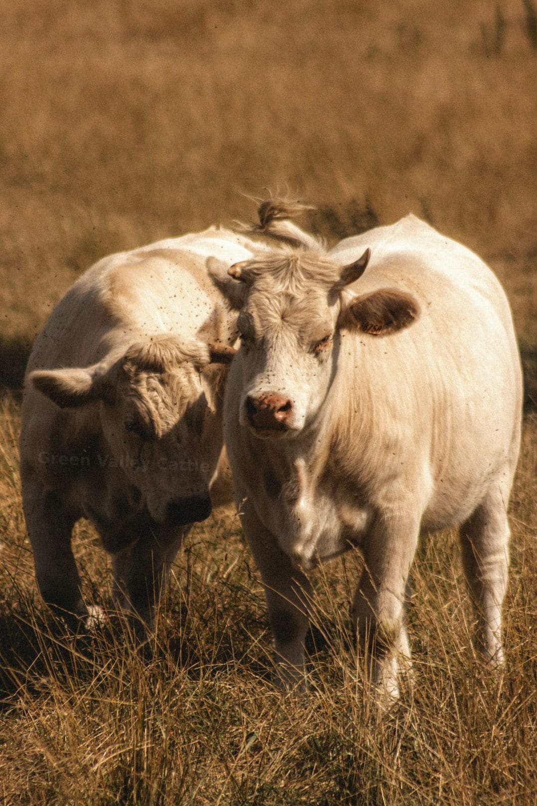 Green Valley Cattle 12
