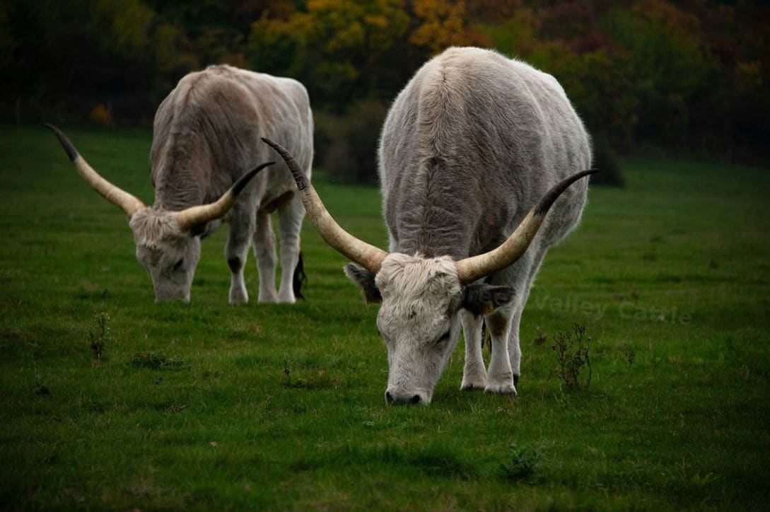 Green Valley Cattle 13