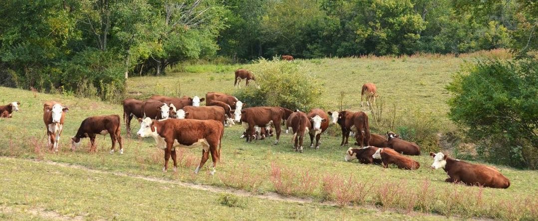 Green Valley Cattle 2