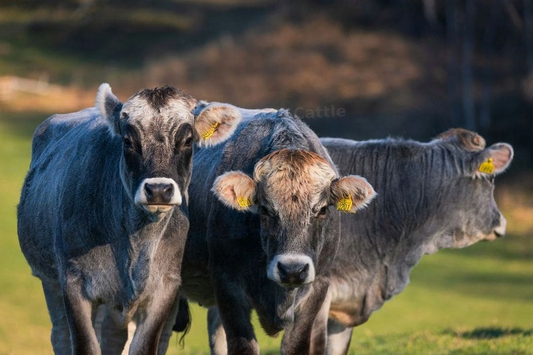 Green Valley Cattle 3