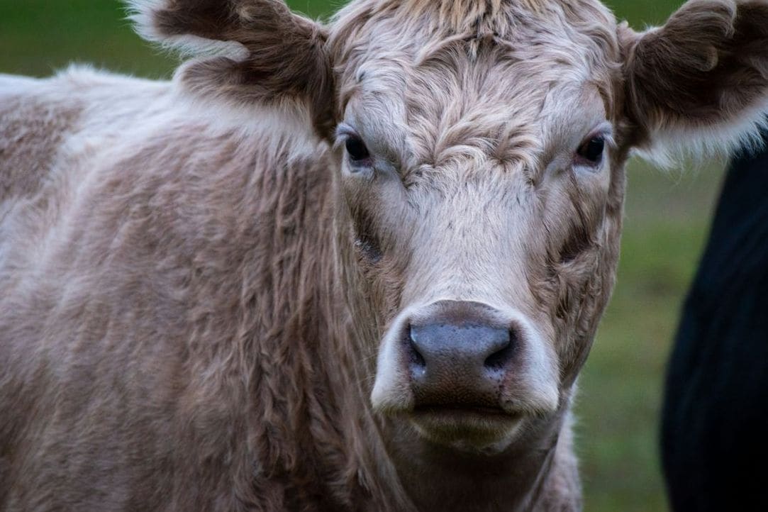 Green Valley Cattle 4