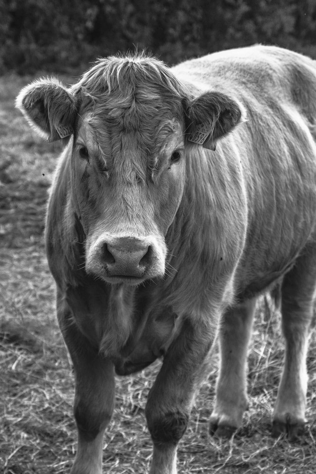 Green Valley Cattle 6