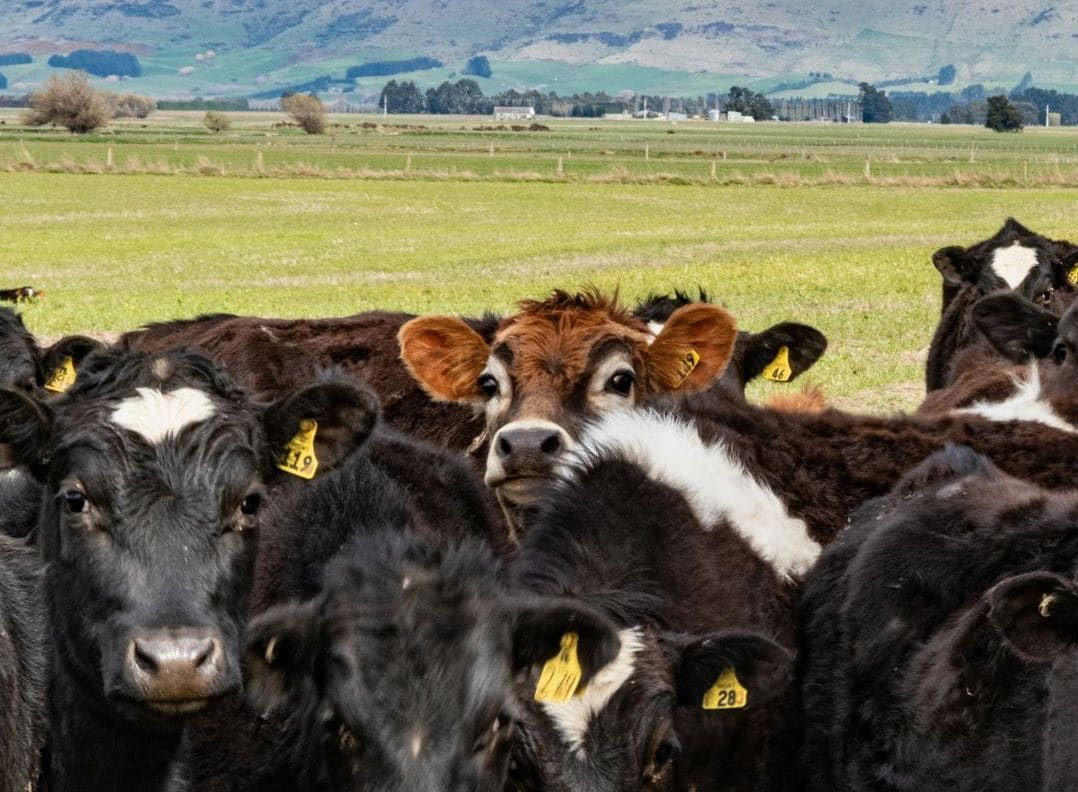 Green Valley Cattle 7
