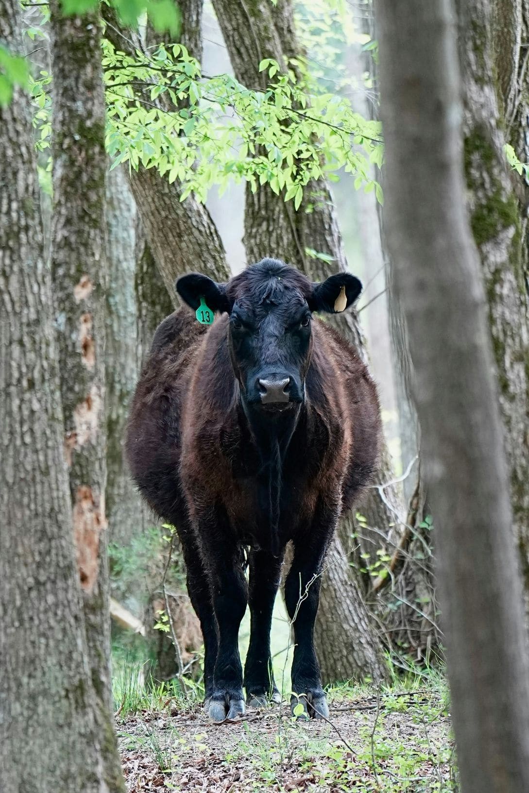 Green Valley Cattle 9