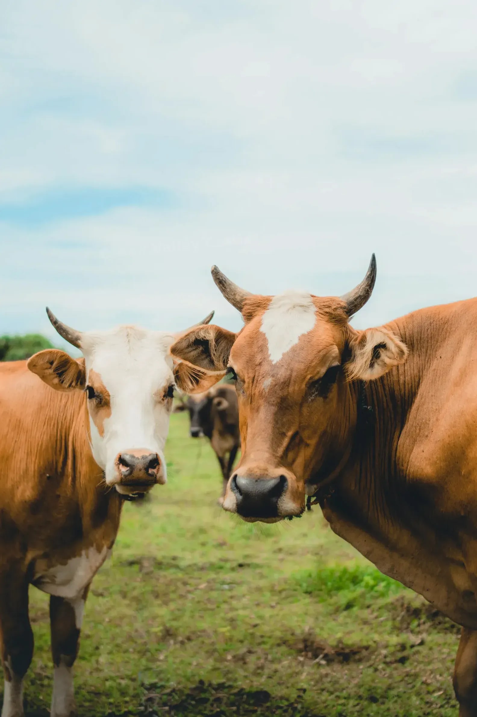 Green Valley Cattle