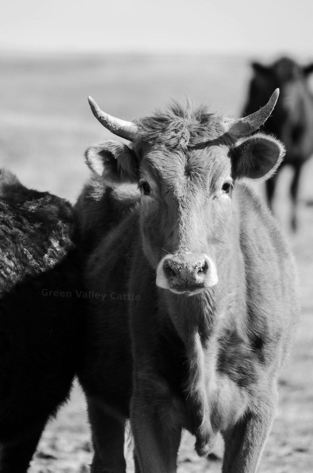 Cattle sourcing and supply