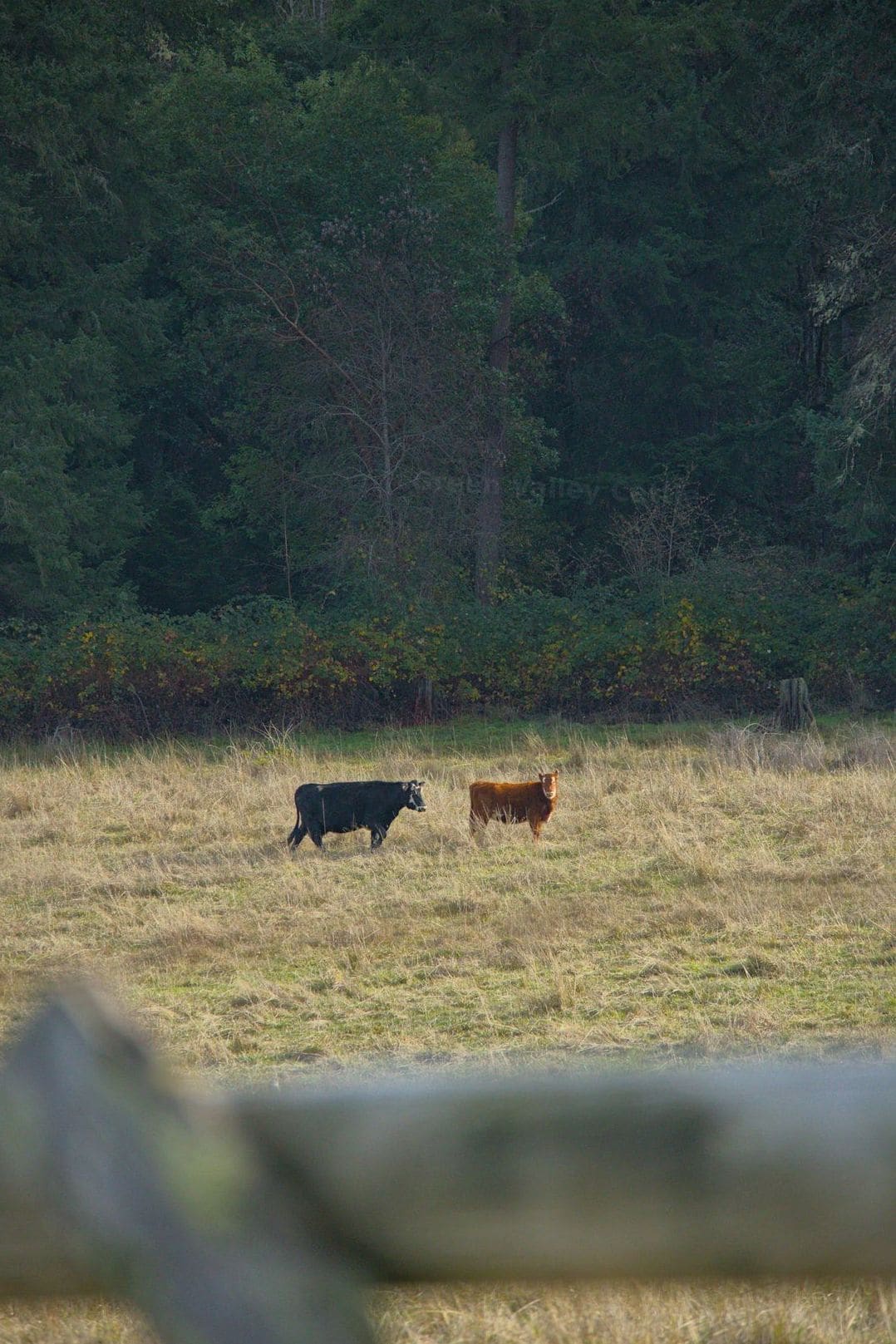 On-farm cattle handling support