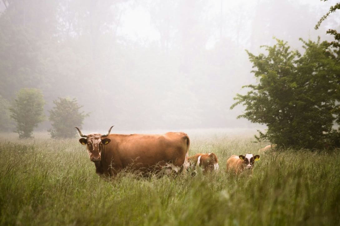 Breeding stock consultation