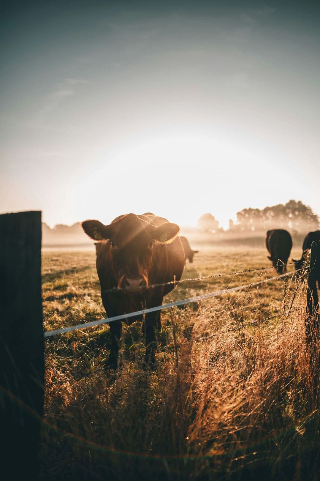 Weaning and sale preparation